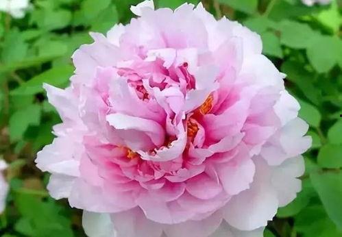 牡丹色主线最新爆料,揭秘最新爆料背后的精彩故事